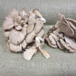 February Specialty Produce 2.4.19 – 2.28.19